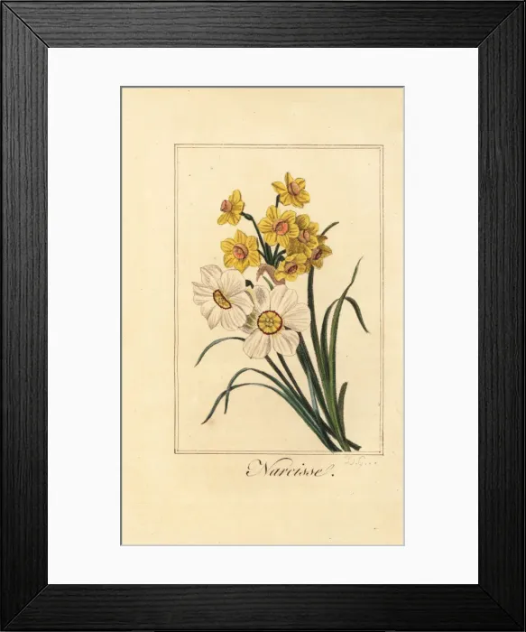 Framed Print : Daffodil varieites, Narcisse, Narcissus poeticus Framed Print : Daffodil varieites, Narcisse, Narcissus poeticus