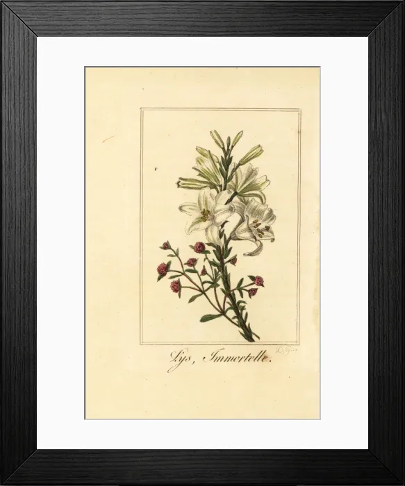 Framed Print : Lily and red everlasting Framed Print : Lily and red everlasting