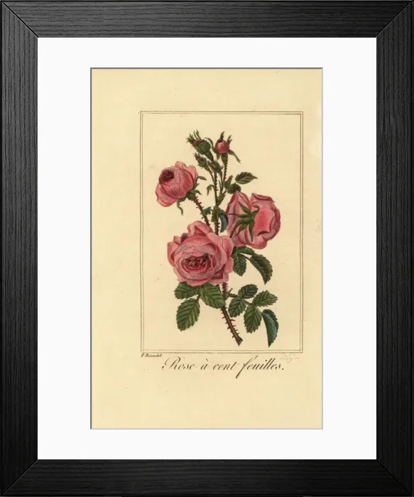 Framed Print : Provence rose or cabbage rose, Rose a cent feuilles Framed Print : Provence rose or cabbage rose, Rose a cent feuilles