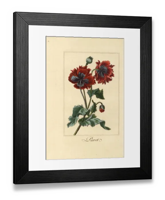 Framed Print : Hybrid variety of poppy, pavot, Papaver rhoeas Framed Print : Hybrid variety of poppy, pavot, Papaver rhoeas