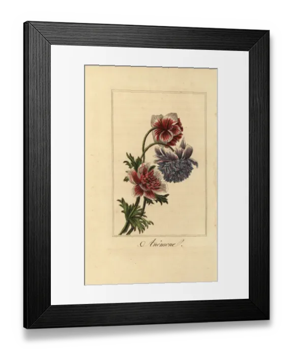Framed Print : Hybrid poppy anemone, Anemone coronaria Framed Print : Hybrid poppy anemone, Anemone coronaria