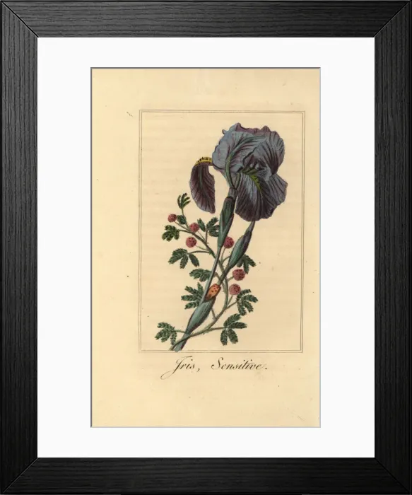 Framed Print : Iris, Iris gemanica, and sensitive plant, Mimosa pudica Framed Print : Iris, Iris gemanica, and sensitive plant, Mimosa pudica