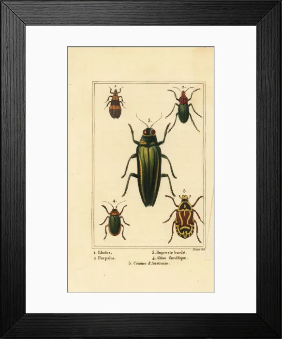 Framed Print : Marsh beetle, jewel beetle, rose chafer, etc Framed Print : Marsh beetle, jewel beetle, rose chafer, etc