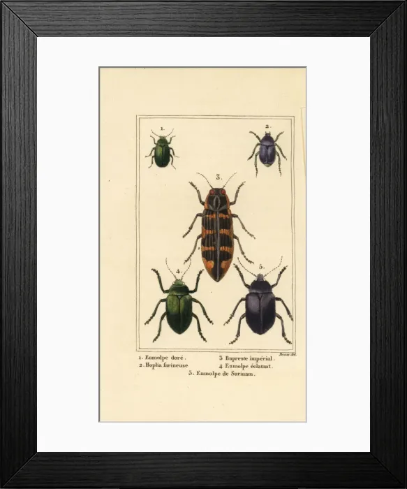 Framed Print : Dogbane beetle, banksia jewel beetle, etc Framed Print : Dogbane beetle, banksia jewel beetle, etc