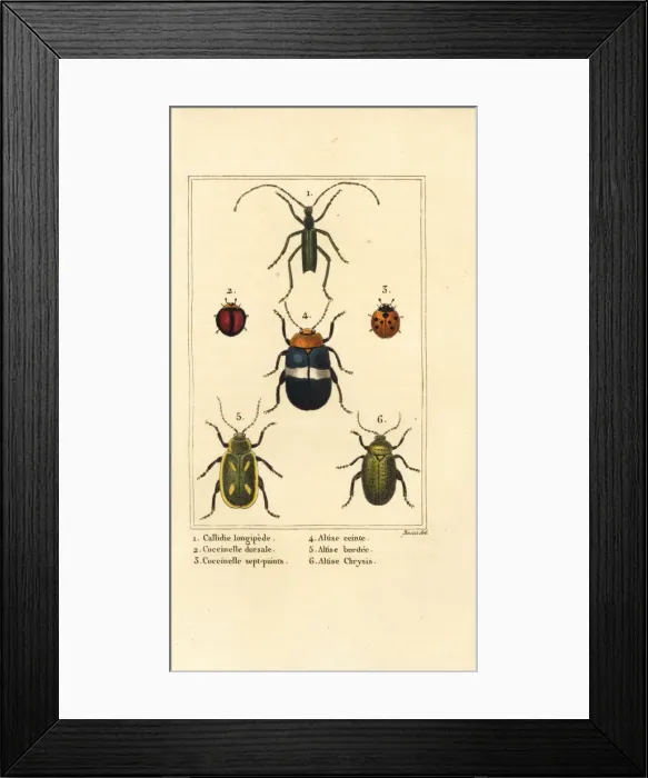 Framed Print : Ladybirds and flea beetles Framed Print : Ladybirds and flea beetles