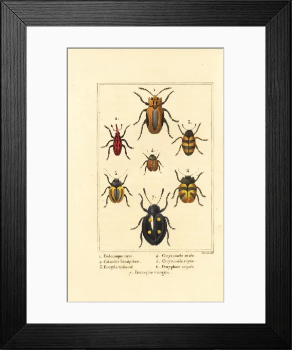 Framed Print : Weevils and beetles Framed Print : Weevils and beetles