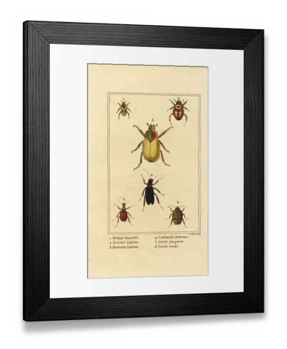 Framed Print : Ground beetle, scarab and cockchafer Framed Print : Ground beetle, scarab and cockchafer