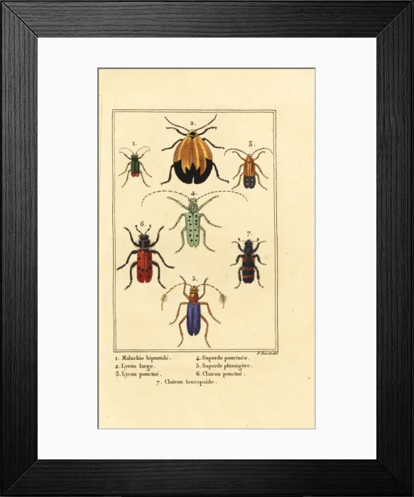 Framed Print : Malachite beetle, net winged beetle, etc Framed Print : Malachite beetle, net winged beetle, etc