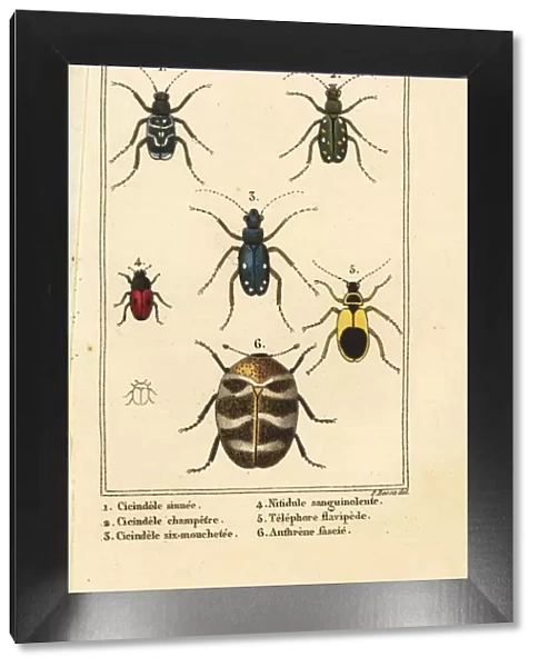 Tiger beetles, varied carpet beetle, etc