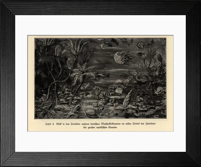 Framed Print : Extinct marine life in the first third of the Mesosoic Framed Print : Extinct marine life in the first third of the Mesosoic
