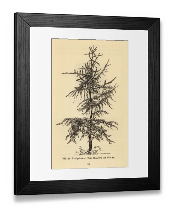 Framed Print : Ginkgo tree Framed Print : Ginkgo tree