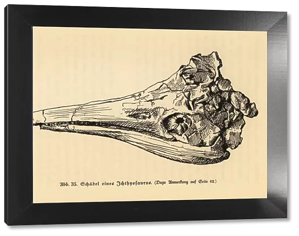 Skull of an extinct Ichthyosaurus genus