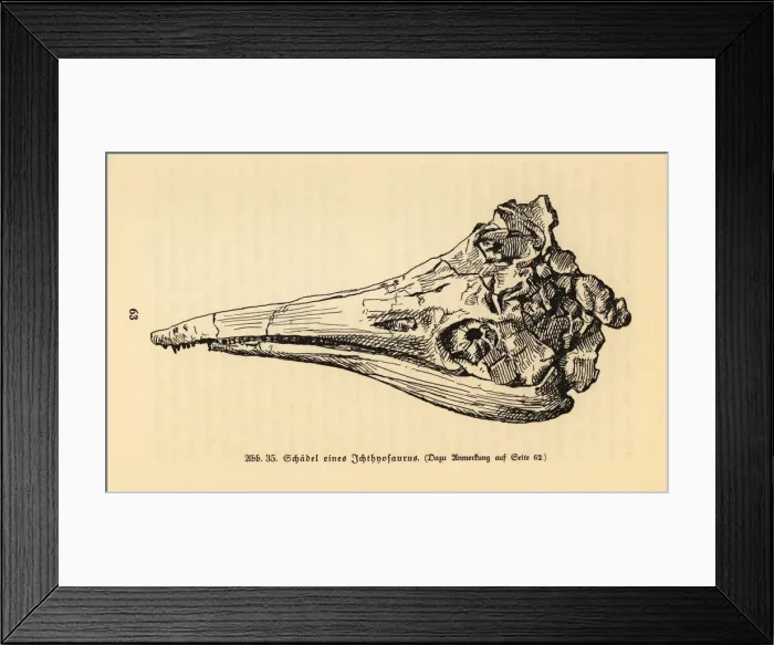 Framed Print : Skull of an extinct Ichthyosaurus genus Framed Print : Skull of an extinct Ichthyosaurus genus