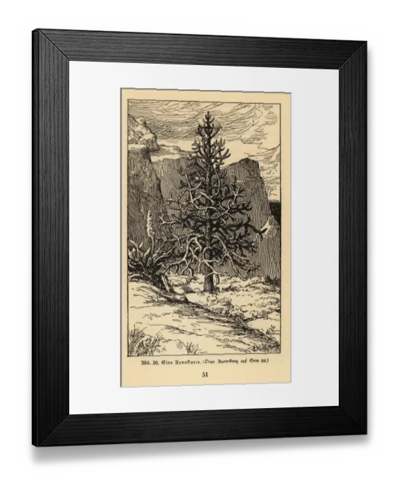 Framed Print : Araucaria tree Framed Print : Araucaria tree