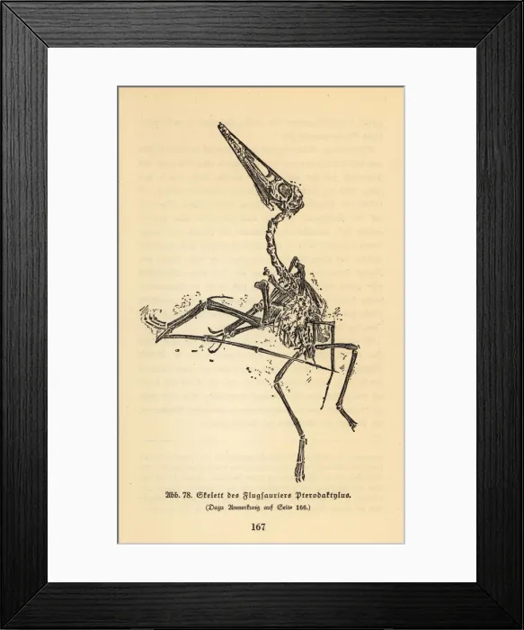 Framed Print : Fossil skeleton of an extinct Pterodactyl Framed Print : Fossil skeleton of an extinct Pterodactyl