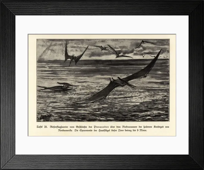 Framed Print : Extinct giant Pterosaurs, Pterandodon genus, Cretaceous Framed Print : Extinct giant Pterosaurs, Pterandodon genus, Cretaceous