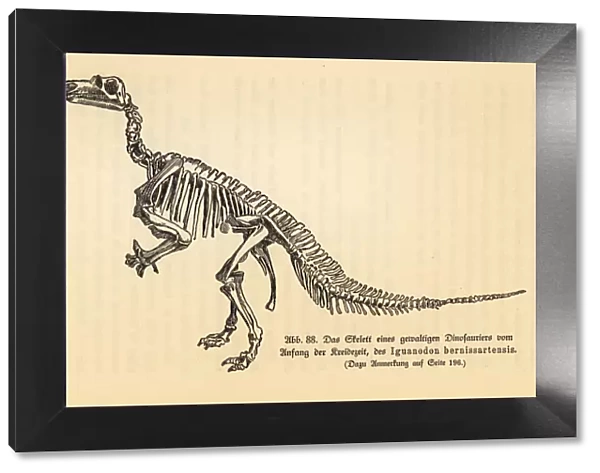 Fossil skeleton of an extinct Iguanodon bernissartensis