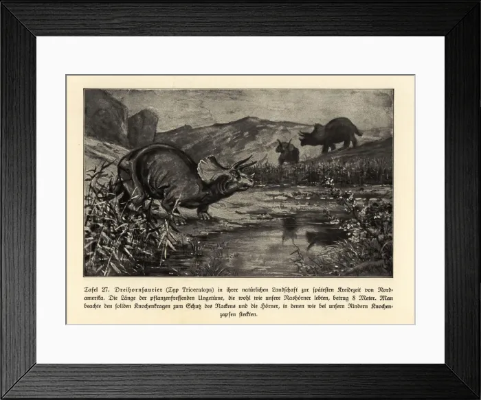 Framed Print : Reconstruction of an extinct Triceratops Framed Print : Reconstruction of an extinct Triceratops