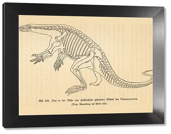 Reconstruction of an extinct Plateosaurus