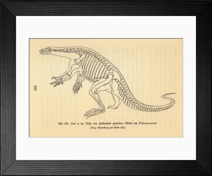 Framed Print : Reconstruction of an extinct Plateosaurus Framed Print : Reconstruction of an extinct Plateosaurus