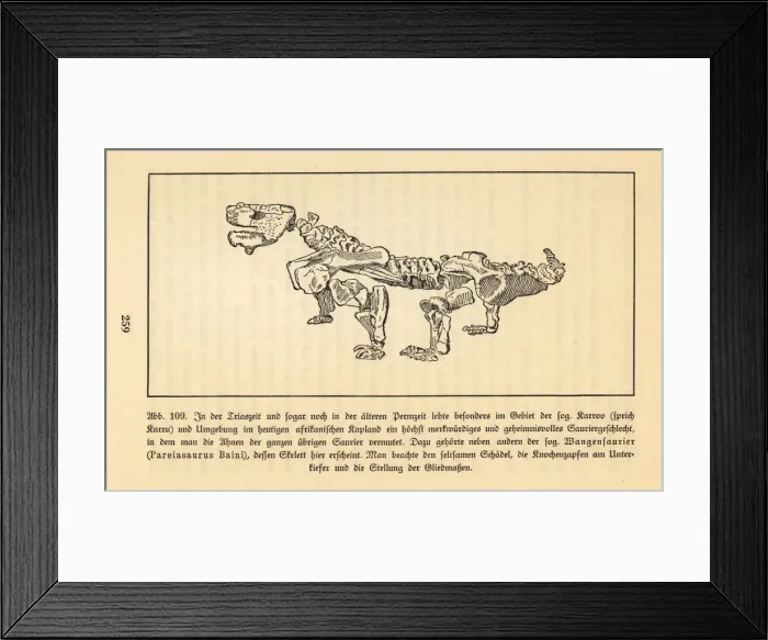 Framed Print : Fossil skeleton of an extinct Pareiasaur, Bradysaurus baini Framed Print : Fossil skeleton of an extinct Pareiasaur, Bradysaurus baini