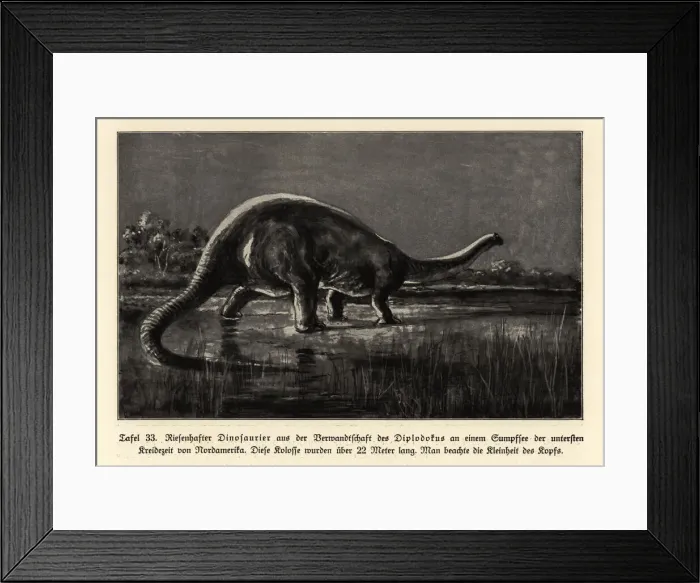 Framed Print : Reconstruction of a Diplodocus, Lower Cretaceous Framed Print : Reconstruction of a Diplodocus, Lower Cretaceous