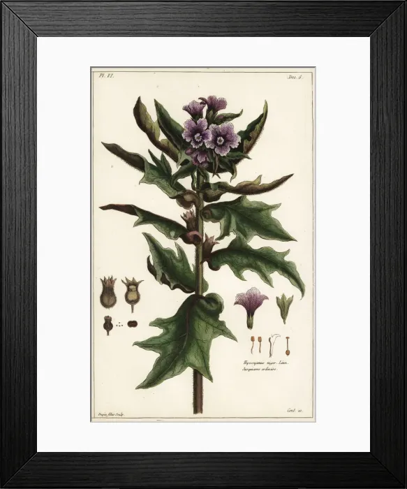 Framed Print : Black henbane, Hyoscyamus niger Framed Print : Black henbane, Hyoscyamus niger