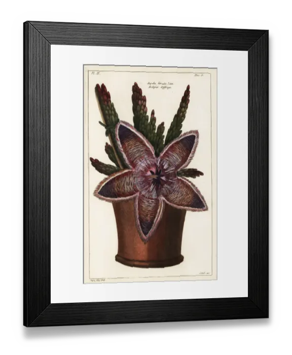 Framed Print : Starfish flower or carrion plant, Stapelia hirsuta Framed Print : Starfish flower or carrion plant, Stapelia hirsuta