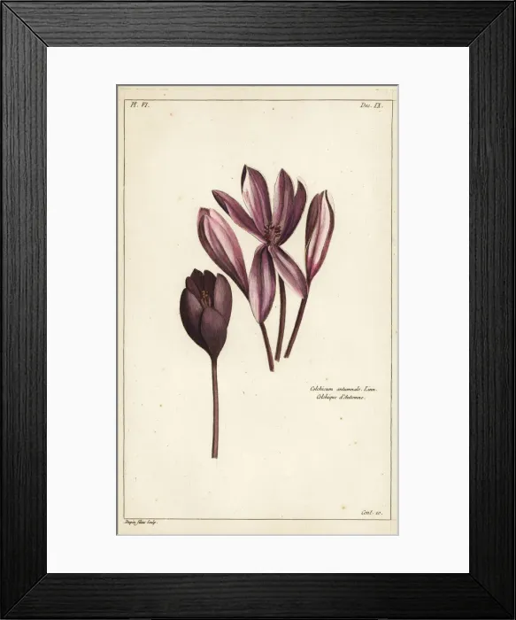 Framed Print : Autumn crocus, Colchicum autumnale Framed Print : Autumn crocus, Colchicum autumnale