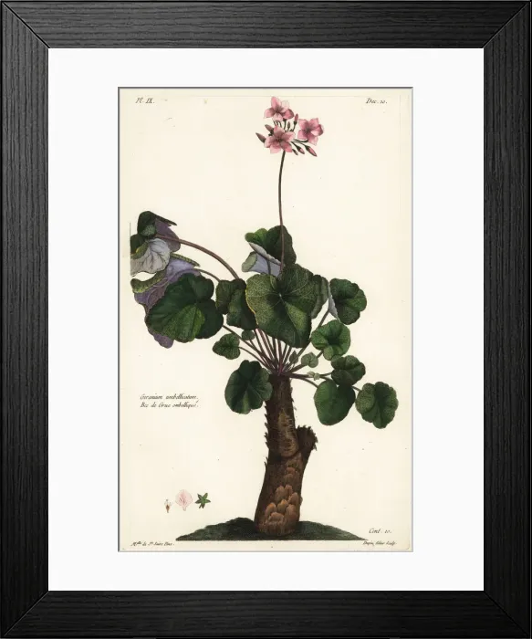 Framed Print : Species of geranium, Geranium umbellicatum Framed Print : Species of geranium, Geranium umbellicatum