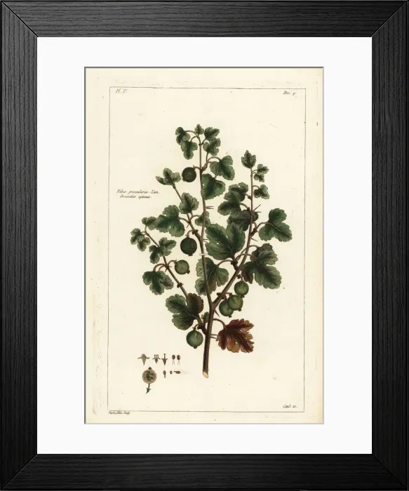Framed Print : Gooseberry, Ribes grossularia. Linn. Grosselier epineux