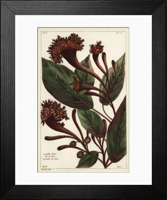 Framed Print : Cornucopian shrub, Copianthus indica Framed Print : Cornucopian shrub, Copianthus indica