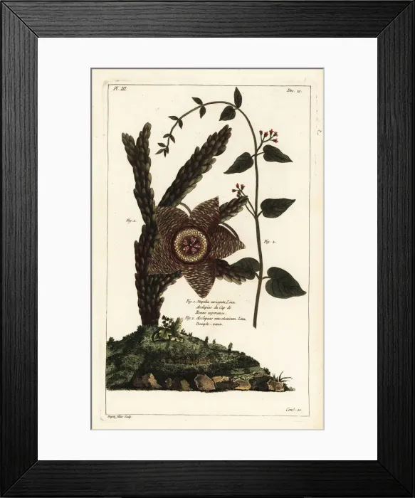 Framed Print : Starfish plant and white swallow-wort Framed Print : Starfish plant and white swallow-wort