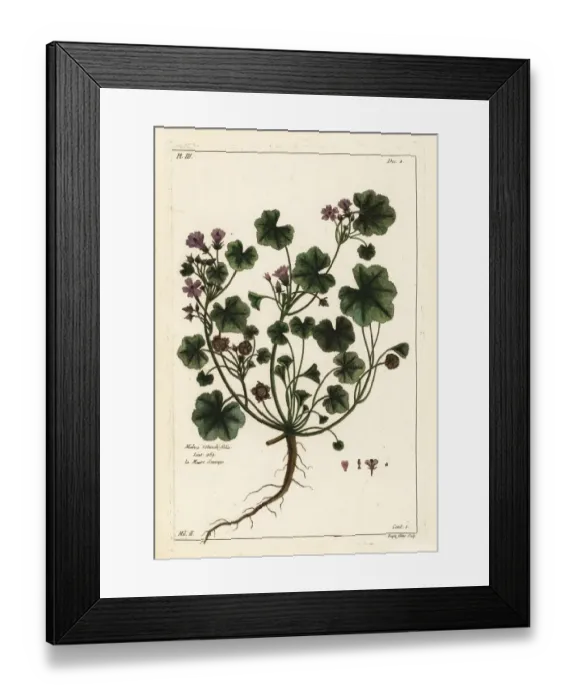 Framed Print : Low mallow, Malva pusilla Framed Print : Low mallow, Malva pusilla
