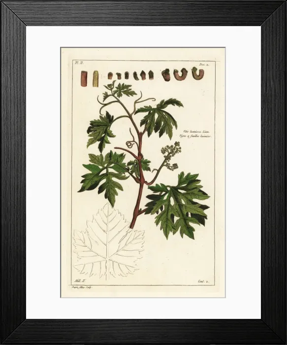 Framed Print : Grape vine, Vitis vinifera Framed Print : Grape vine, Vitis vinifera