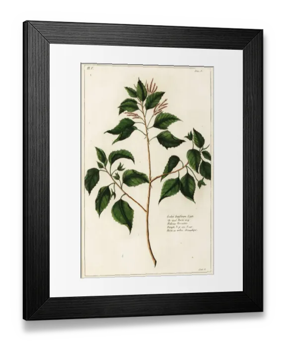 Framed Print : Candlenut, Crotn laccifer Framed Print : Candlenut, Crotn laccifer
