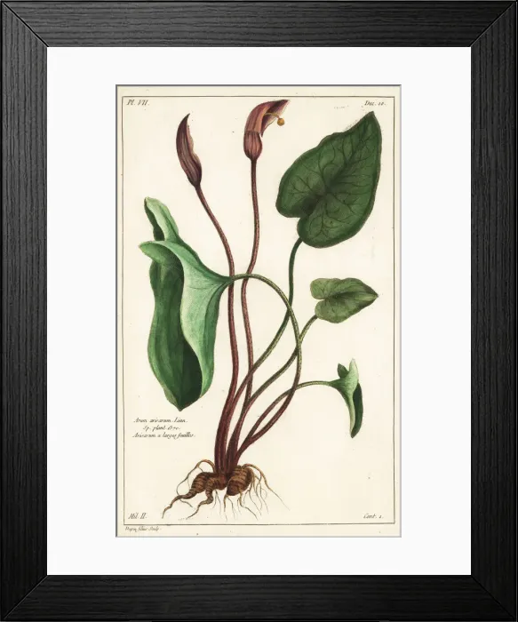 Framed Print : Friars cowl or larus, Arisarum vulgare Framed Print : Friars cowl or larus, Arisarum vulgare