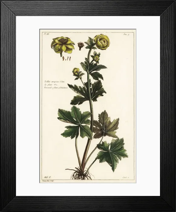 Framed Print : Globeflower, Trollius europaeus Framed Print : Globeflower, Trollius europaeus
