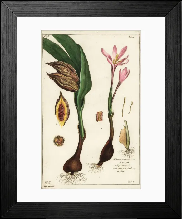 Framed Print : Autumn crocus, Colchicum autumnale Framed Print : Autumn crocus, Colchicum autumnale