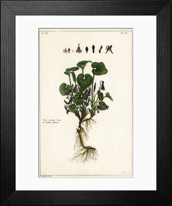 Framed Print : Sweet violet, Viola odorata Framed Print : Sweet violet, Viola odorata