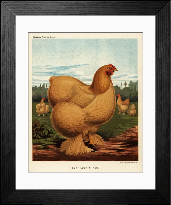 Framed Print : Buff cochin hen Framed Print : Buff cochin hen