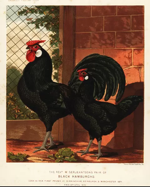 Black Hamburgh cock and hen