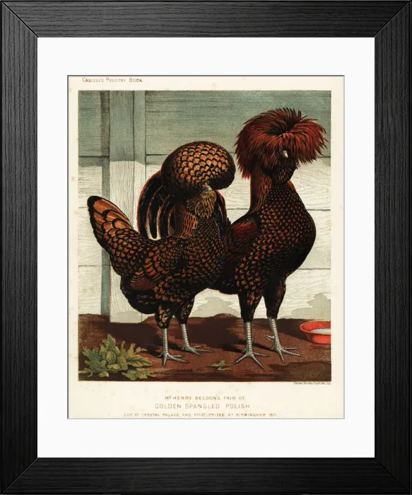 Framed Print : Golden spangled Polish cock and hen Framed Print : Golden spangled Polish cock and hen
