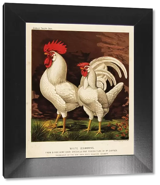 White leghorns or Livorno cock and hen