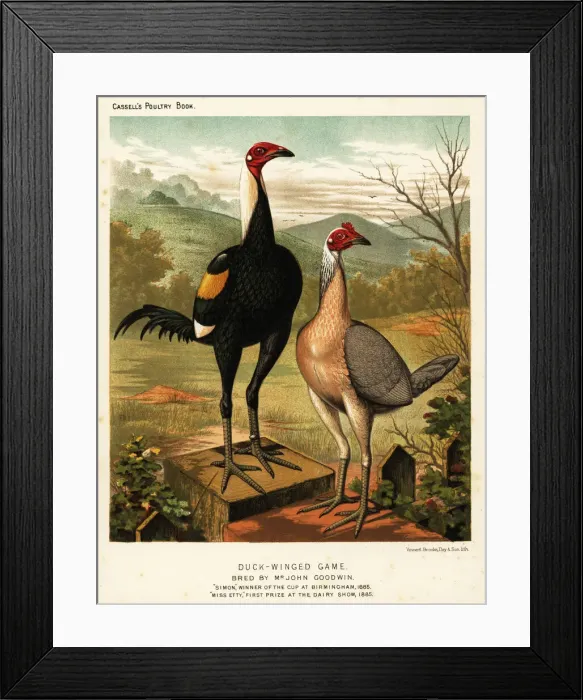 Framed Print : Duck-winged game birds: Simon and Miss Etty Framed Print : Duck-winged game birds: Simon and Miss Etty