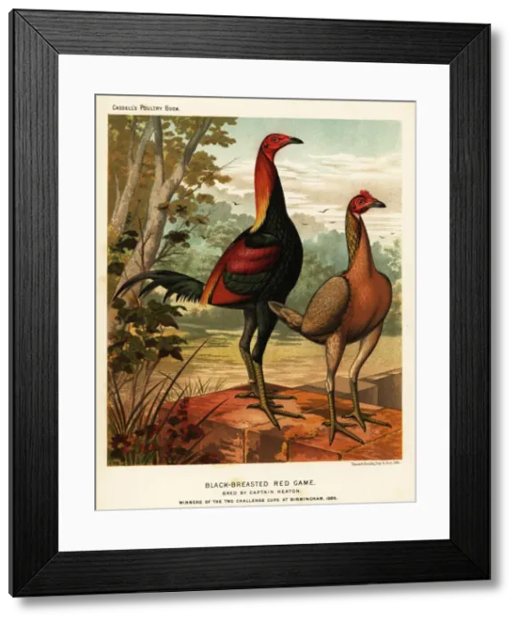 Framed Print : Black-breasted red game birds Framed Print : Black-breasted red game birds