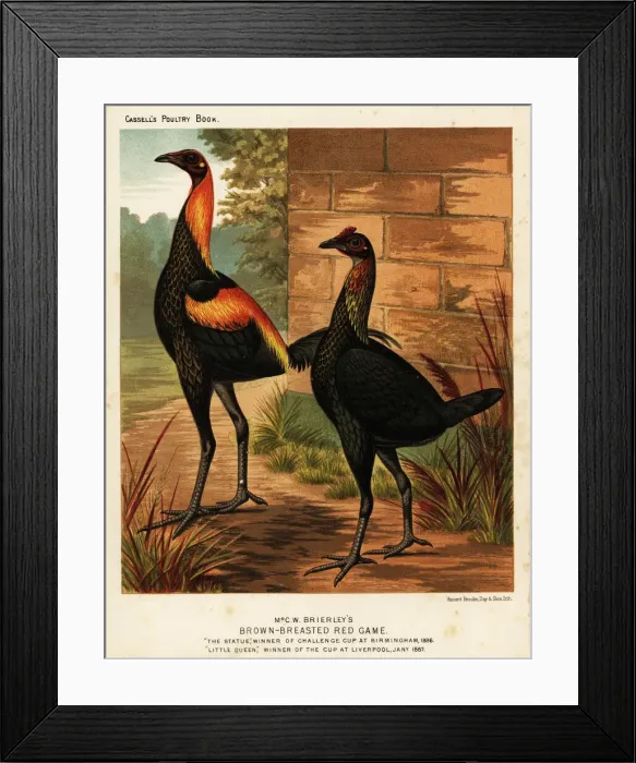 Framed Print : Brown-breasted red game birds Framed Print : Brown-breasted red game birds