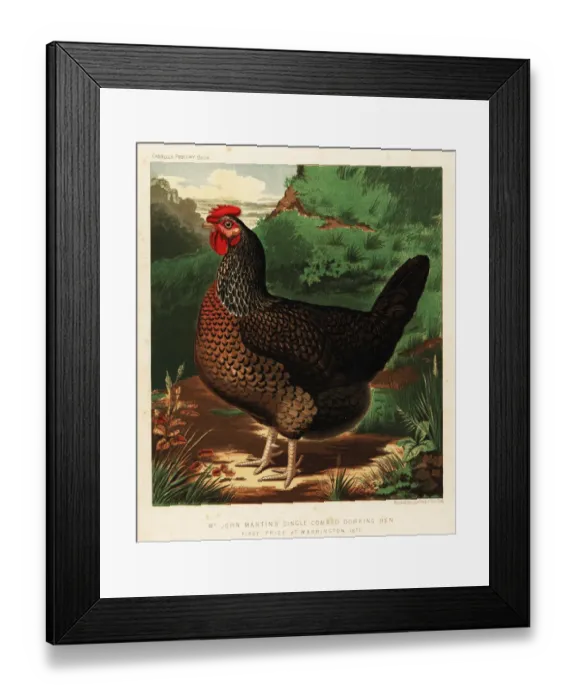 Framed Print : Single-combed Dorking hen Framed Print : Single-combed Dorking hen