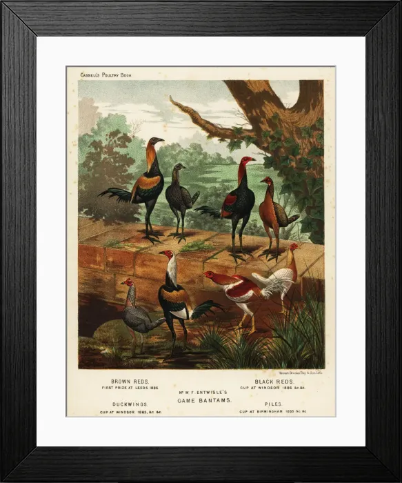 Framed Print : Varieties of game bantams bred by W. F. Entwistle Framed Print : Varieties of game bantams bred by W. F. Entwistle