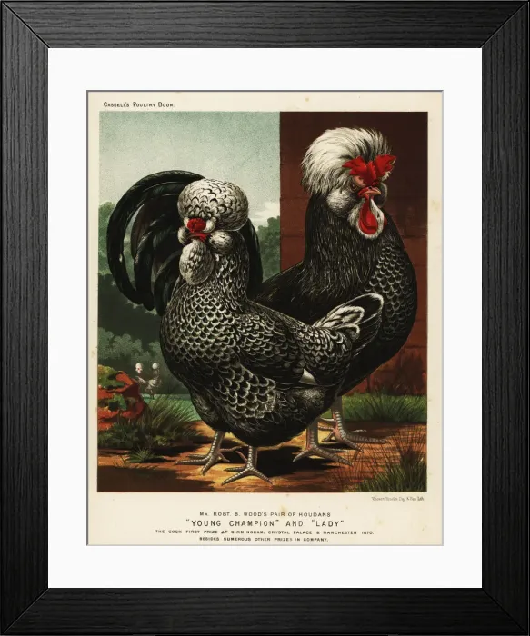 Framed Print : Houdan or Poule de Houdan cock and hen Framed Print : Houdan or Poule de Houdan cock and hen